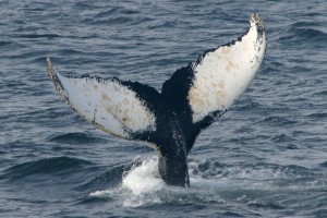 MMoME — Marine Mammals of Maine