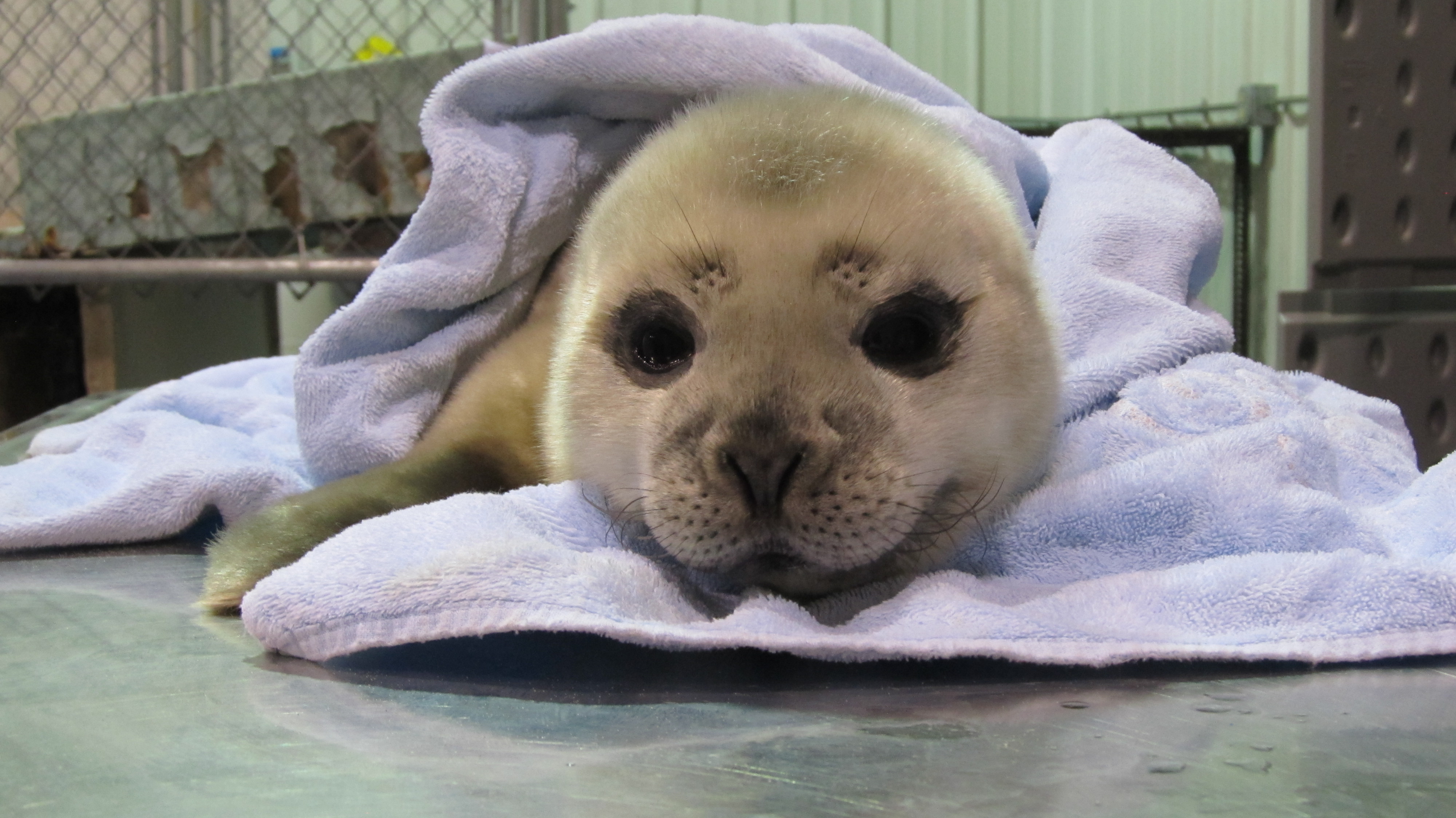 seal pup teddy