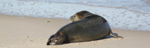 about-marine-mammals-of-maine - MMoME