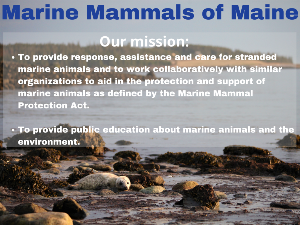 Marine Mammals of Maine - MMoME