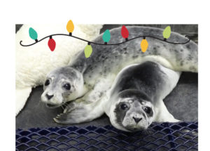 Two Seals with holiday lights superimposed