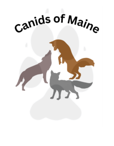 Canids of Maine